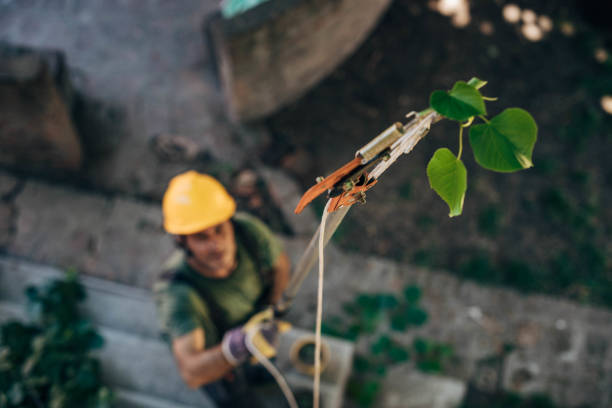 Best Tree Mulching  in Paradise, CA