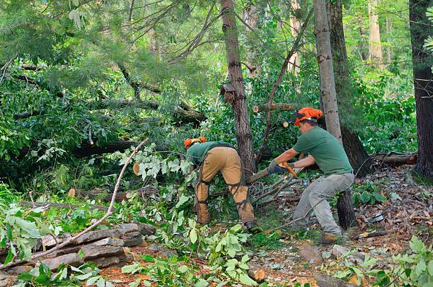 Best Tree Removal  in Paradise, CA