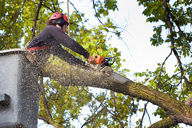 Trusted Paradise, CA Tree Care Services Experts